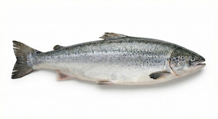 Obraz premium A fresh salmon fish on a white background, ready for cooking or display