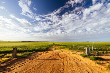 Wheat Fields in Victoria Australia