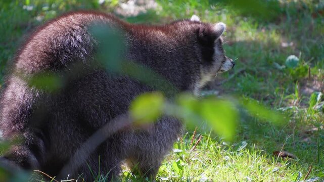 Close up of a raccoon walking around a meadow on a sunny springtime day