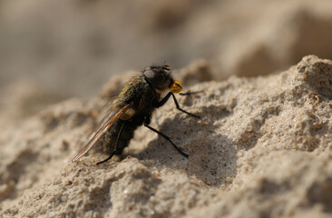 Obraz premium Cluster fly or Attic fly, Pollenia, sitting on sand of a river, November