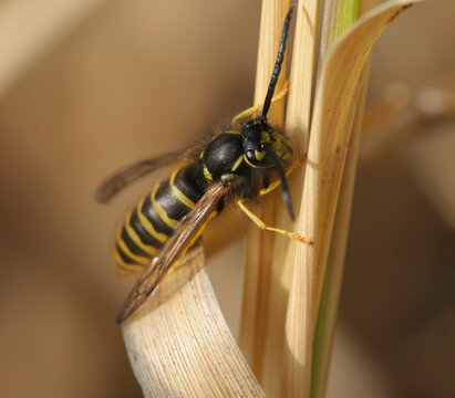 Common wasp or European yellowjacket, Vespula vulgaris. November
