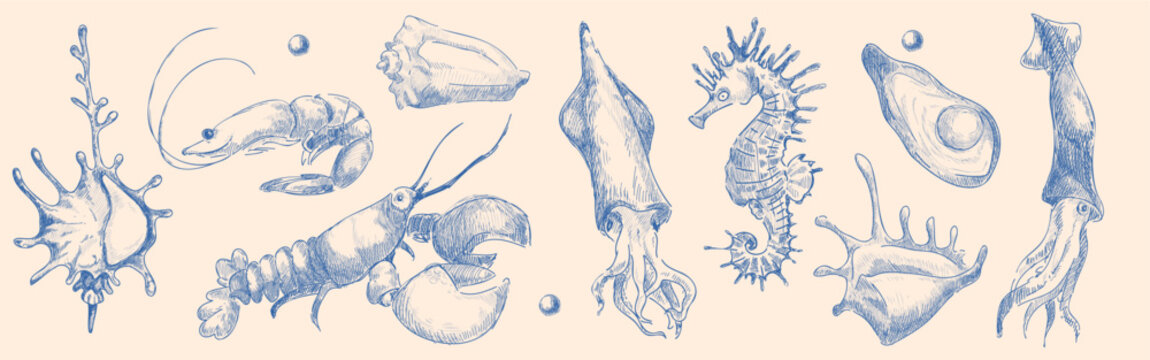 Seashell sketch collection with hand drawn seafood illustrations in blue ink. Vintage engraved sea creatures - lobster and squid, shrimp and seahorse outlines. Marine life doodles with seashells