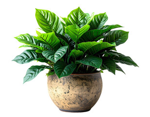 A Lush Green Potted Plant with Large Leaves.