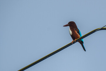White-throated Kingfisher sitting on a utility wire with a clear blue sky background.