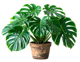 Monstera Deliciosa Plant in Terracotta Pot Isolated on White Background.
