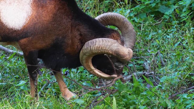 close up of male Mouflons with large horns standing around a meadow in the forest on a sunny spring day