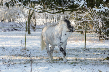Pferde,Schnee,Winter,Ponys,Tiere, kalt, Eis, Natur, Koppel, Weide, Lebensfreude, Horse, Wald, Toben.