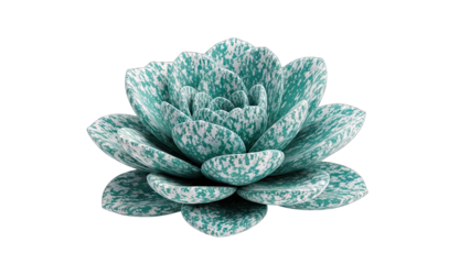 Succulent Plant Isolated on White Background