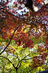京都槙尾西明寺の境内の赤く紅葉した楓