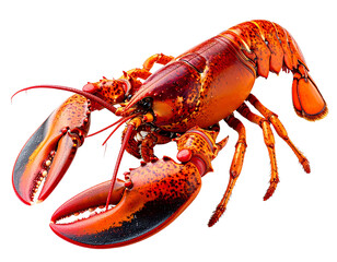 A close-up studio shot of a cooked red lobster on a white background.