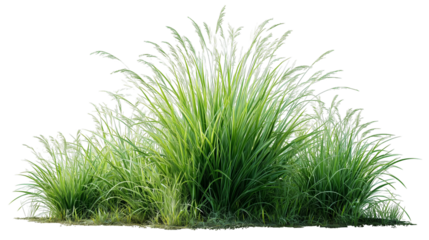 Lush Green Grass Cluster with Varied Heights and Textures on Transparent Background