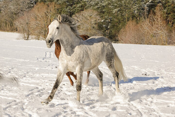 Pferde,Schnee,Winter,Ponys,Tiere, kalt, Eis, Natur, Koppel, Weide, Lebensfreude, Horse, Wald, Toben.