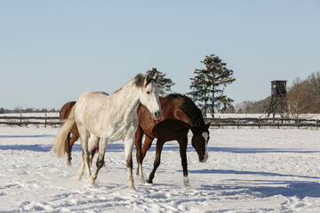 Pferde,Schnee,Winter,Ponys,Tiere, kalt, Eis, Natur, Koppel, Weide, Lebensfreude, Horse, Wald, Toben.