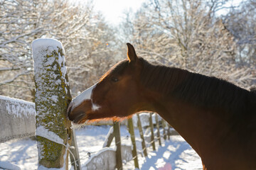 Pferde,Schnee,Winter,Ponys,Tiere, kalt, Eis, Natur, Koppel, Weide, Lebensfreude, Horse, Wald, Toben.