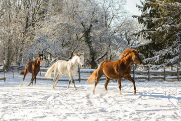 Pferde,Schnee,Winter,Ponys,Tiere, kalt, Eis, Natur, Koppel, Weide, Lebensfreude, Horse, Wald, Toben.