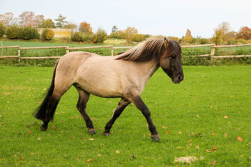 Portrait of a pretty cream-colored western pony with a dark mane running in the paddock
