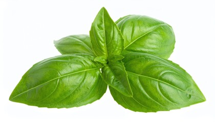 basil leaves isolated on white