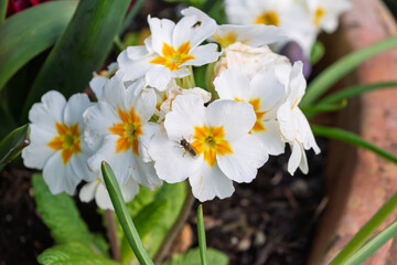 white spring flowers