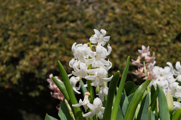 white hyacinth