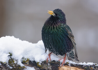 Common Starling (sturnus vulgaris) posing on snow covered branch with open beak as he sings through cold 