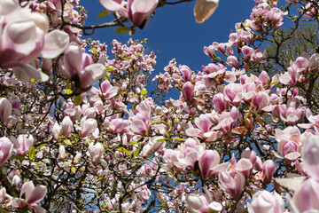 magnolia tree blossom