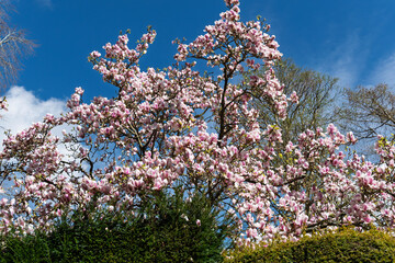 Blossoming Magnolia