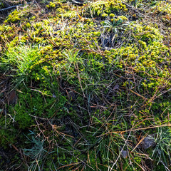 Top view of lush green moss and forest ground cover with grass, pine needles and dry leaves. Natural woodland texture in sunlight, organic background for ecology, nature and sustainability concepts.