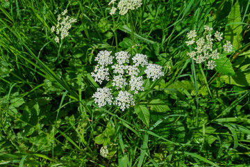 white flowers in the grass