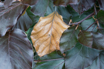 autumn leaves background