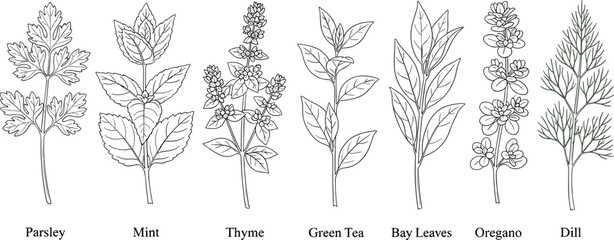 Herb illustration set, botanical sketch vector, culinary plant drawing, black and white kitchen herbs, organic cooking ingredients, educational herbal chart © MSTAMENA