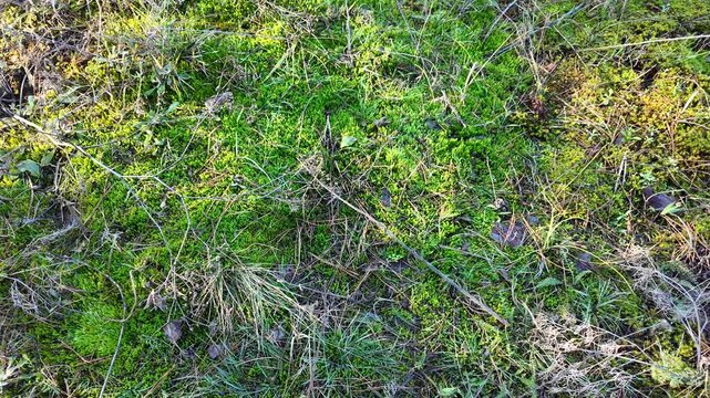 Top view of lush green moss and forest ground cover with grass, pine needles and dry leaves. Natural woodland texture in sunlight, organic background for ecology, nature and sustainability concepts.