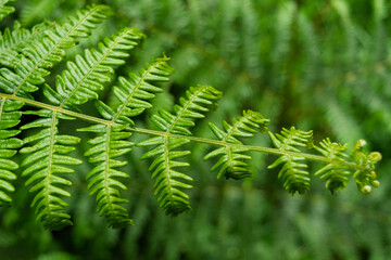 green fern leaves