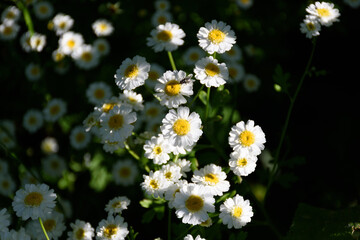 Daisies 02