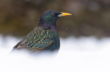 Graceful common starling (Sturnus vulgaris) looking through deep snow for a portrait in winter frost 