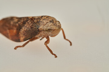 Spittlebug macro insect resting on wooden surface