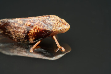 Spittlebug macro insect reflected on black surface