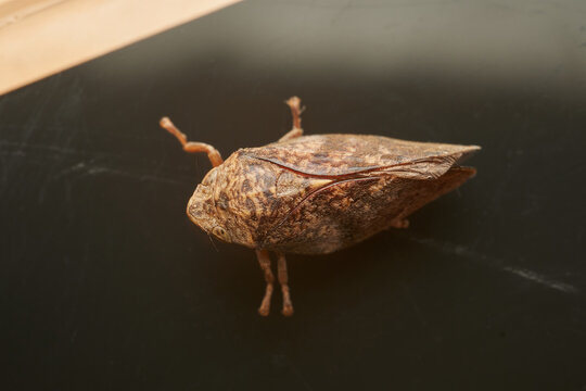 Spittlebug macro insect reflected on black surface