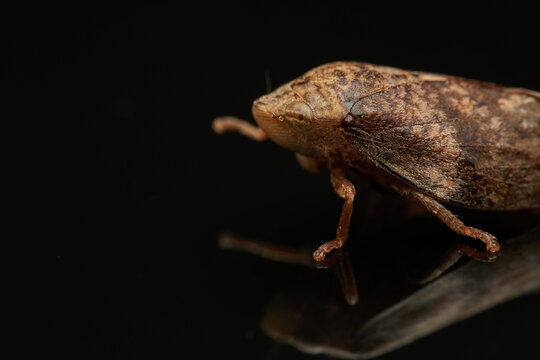 Spittlebug macro insect reflected on black surface