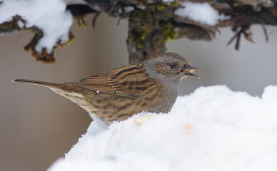 Brave Dunnock (prunella modularis) stands in deep snow and feeds on some seeds in very cold early spring 
