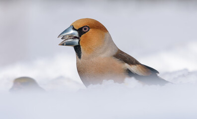 Male hawfinch (coccothraustes coccothraustes) feeding on seeds while sitting in deep snow in harsh winter  