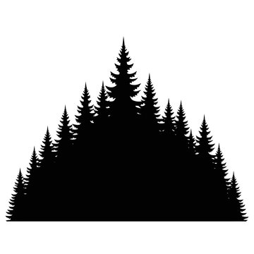 Silhouette of evergreen trees on white background