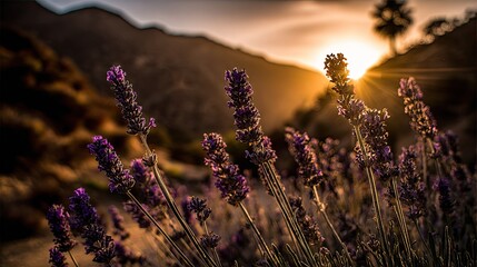 Lavender flowers bloom at sunset with golden light and mountains.