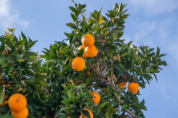 Ripe Orange Fruit Growing on Tree with Green Leaves