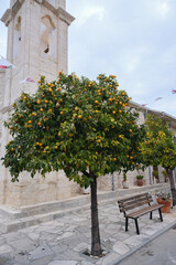 Ripe Orange Fruit Growing on Tree with Green Leaves