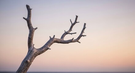 A gnarled, leafless branch extends against a soft, pastel sunset sky