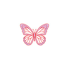butterfly on white background