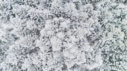 Snowy day in New Brunswick, Canada. 