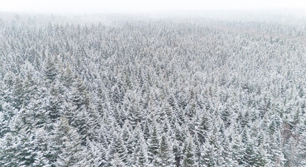 Snowy day in New Brunswick, Canada. 