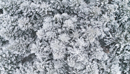 Snowy day in New Brunswick, Canada. 