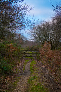 path in the woods
